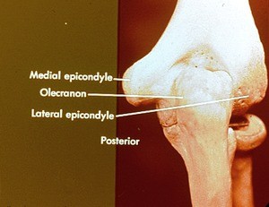 Color photograph of articulated dried bones of right elbow, posterior aspect; labeled: medial and lateral humoral epicondyles, olecranon process; unlabeled: radial head