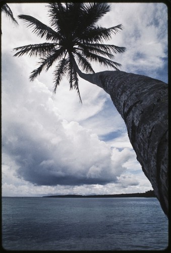 Cloud and coconut tree, lagoon