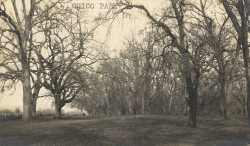 Chico Park Scene