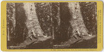 Grizzly Giant (circum. 101 ft., the largest tree known), Mariposa Co., # 1274