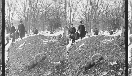 Feeding a Squirrels [squirrel]. Central Park. N.Y