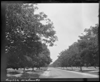 Road lined with walnut trees, 1912-1915