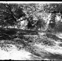 View of an oak woodland area in Fair Oaks