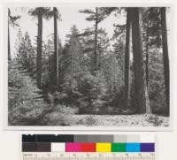 Ford Hill. Young growth-old growth stand of ponderosa pine, Douglas fir, sugar pine. Site 150. Glenn County