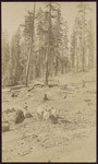 [Man and 4 horses or mules, skidding logs, Trinity Co.]