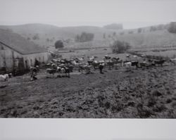 Dairy cattle in a corral next to the barn on the Volkerts ranch and dairy, Two Rock, California, 1940s