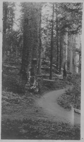 Road in woods