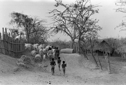Boys herding cattle, San Basilio de Palenque, 1977