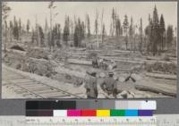 Bunching teams at work in Western Yellow Pine at Camp 2. Weed Lumber Company, Weed, California. Photo taken at about 7000' elevation in Section 14, T 43 N, R 1 W. June, 1920. E.F