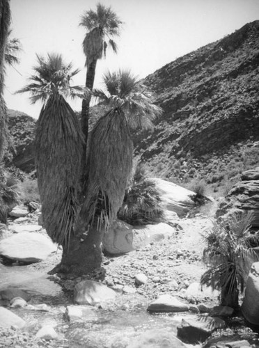Palm Canyon area creek