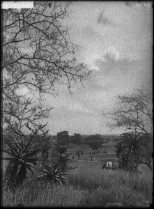 Landscape near Makulane, Mozambique, ca. 1901-1907