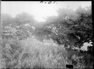 Trees and shrubs, Tanzania, ca.1893-1920