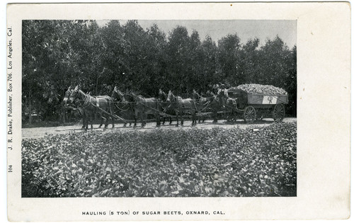 Hauling (5 Ton) of Sugar Beets, Oxnard