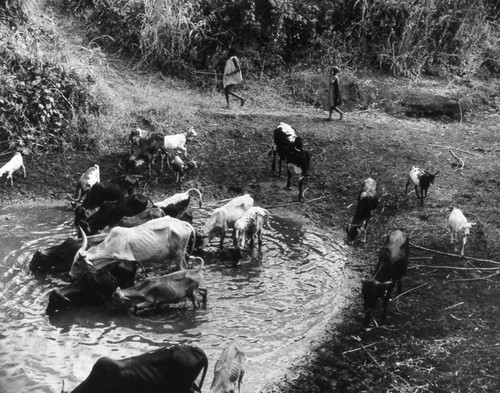 Cattle at pond, Tanzania, 1979