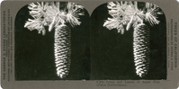 Cones and leaves of Sugar Pine (Pinus lambertiana), S 234