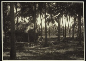 Malabar: Palm Scenery