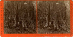 W. C. Bryant. Mammoth Tree Grove, Calaveras Co., Cal., 3515