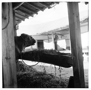 Ox at feeding bin, with laundry hanging nearby, Korea