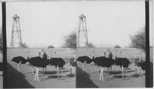 Ostriches near Cairo. Egypt