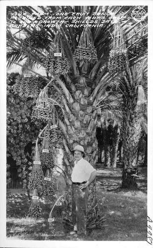 "Your Palm" - One Fruit Bunch Retained from Each Year's Crop to aid Growth - Shields Date Gardens Indio, California