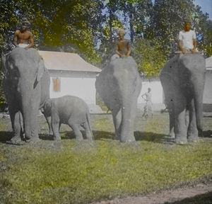 Elefanter på besøg i skolen