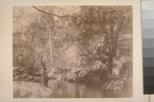 Wading--San Antonio Creek. Sheep Ranch (Calaveras Co.). [No.] 2