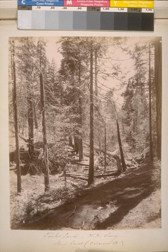 Timber Land--W.H. Clary. Sheep Ranch (Calaveras Co.). [No.] 6