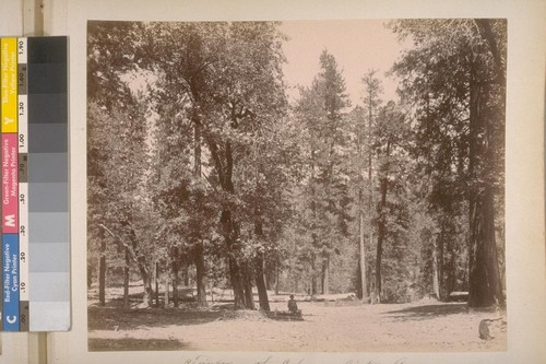 Timber on the Calaveras Big trees Road. 3 miles from Sheep Ranch (Calaveras Co.). [No.] 7