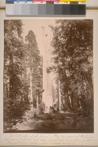 The "Mother of the forest." Big trees grove of Calaveras. (the bark of the tree was taken off in 1854 and taken to the Crystal Palace, London, where it was burnt.) [No.] 27