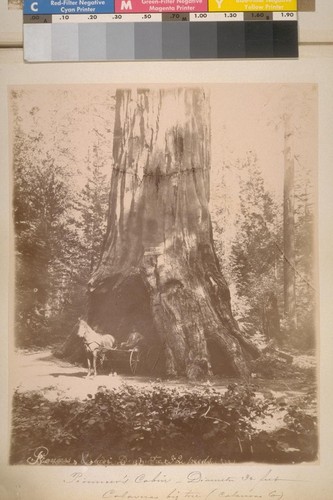 Pioneer's Cabin--Diameter 32 feet. Calaveras big tree (Calaveras Co.)