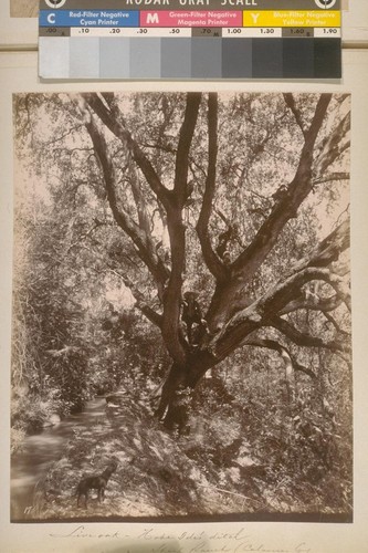 Live Oak--Hobe Ide's ditch. Sheep Ranch (Calaveras Co.). [No.] 17