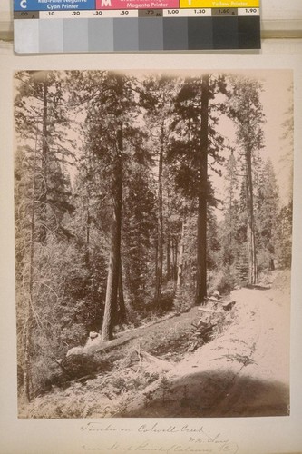 Timber on Colwell Creek. W.H. Clary. Near Sheep Ranch (Calaveras Co.). [No.] 8