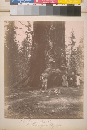 The "Grizzly Giant." Mariposa Big trees. [No.] 30