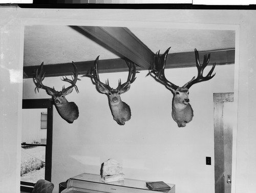 Deer Killed Near Fall River Mills, Calif. Metzger's Lodge