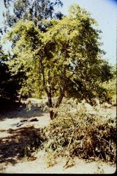 Tree at Burbank Gardens in Santa Rosa, 1970