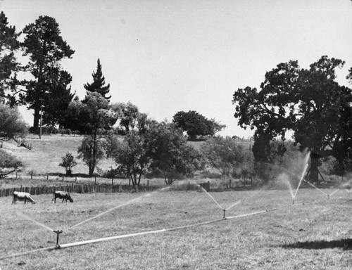 07 This is the way Mr. Hopkins irrigates his pastures. These sprinklers are called "birds." It keeps one more men busy moving the sprinkler pipes from place to place during the dry season