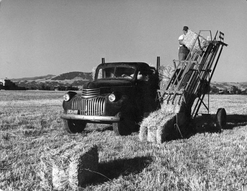 11 This hay loader is one of many modern mechanical devices which help make the dairy farmer's work easier. Dairymen who have enough land may grow all or part of the hay needed for their herds