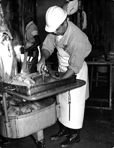 74 Following the slaughter, the beef is inspected several times by State inspectors. These men inspect the vital organs to determine if the animal was healthy. If any disease is evident, the meat cannot be used for human consumption