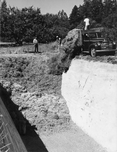 08 Besides having pastures for grazing, Mr. Hopkins releases other green feed called "succulents." These men are unloading succulents into a trench silo. The succulents will partially ferment to form "silage," a good winter feed for cows