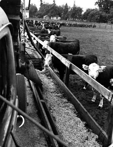 71 The animals remain at the lot for approximately one hundred and twenty days. During this time they are checked periodically to see how the diet agrees with them. If the diet doesn't agree with one, he is separated from the others and placed in a corral to be fed a special diet