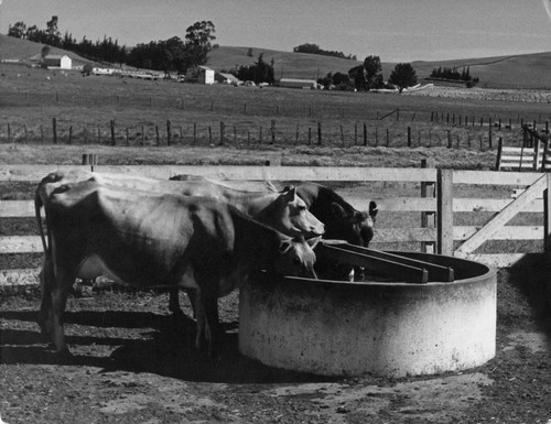 16 Of course, all dairy farmers must have plenty of water for their cows to drink. A cow will drink 12 or more gallons of water a day. These are Jersey cows