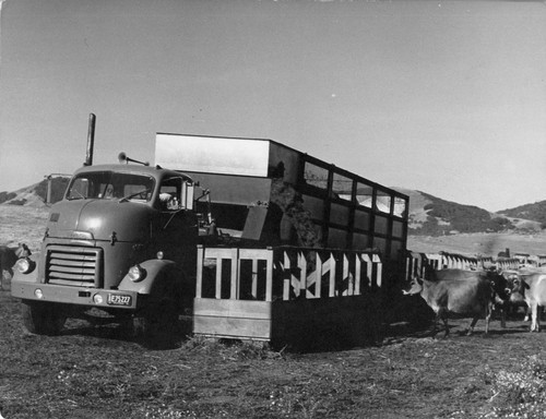 14 Every morning this farmer has to buy fresh green feed called "salad." His big truck, with its automatic unloader, is filling the feeding racks with "salad."