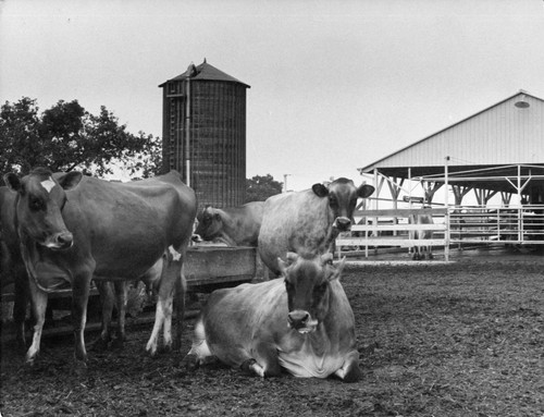 12 Some dairy farmers do not have enough water or land for pastures or growing their own feed. These farmers have "dry lot" dairies where the cows are kept in corrals and all their feed is bought. These cows eat silage in the winter and fresh green feed in the summer. The silage is kept in the silo in the background