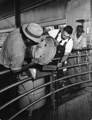 47 During peak hours of collection more than one man is used to count fish. Shown is a team of two counters and one tabulator