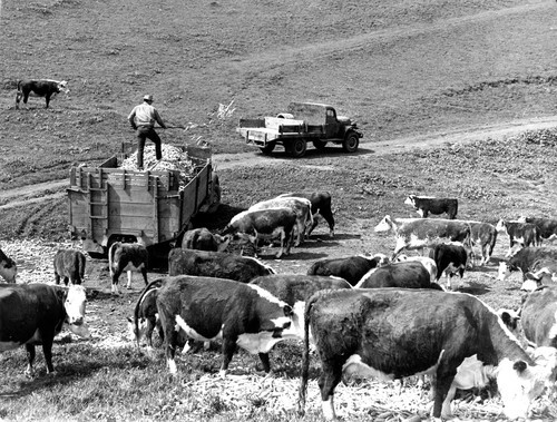 60 It is feeding time. The ranch hand is giving the cattle some cull carrots which have come from a near by produce processing house. This is a very economical food. Do you know what "cull" carrots are?