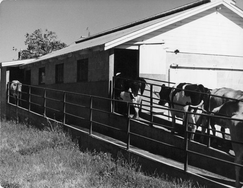 17 These cows are going from the 'holding pen' into the milking barn. Most modern milking barns in California are small, with room for 4 to 8 cows at one time. After each cow is milked, she leaves by a different door, and another cow is let in. Modern milking barns must meet high standards of construction and equipment if they are to be approved for use in producing Grade A milk