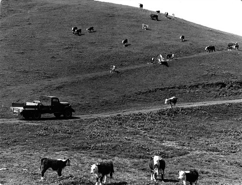 59 Cattle stay out of doors. At feeding time they come from miles around to eat. Here you see the animals walking down toward the truck because the ranch hand has blown the horn. When he calls the cattle he says, "Hi, Bossy!"