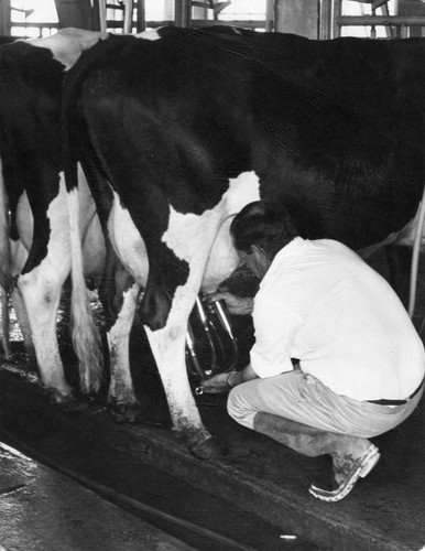 21 In Mr. Hopkins' modern dairy, the milking is done by machines. Milking can be done faster with machines than by hand. With machines two men can milk 100 cows in about 2 hours. This man is fitting a milking machine onto the cow's udder