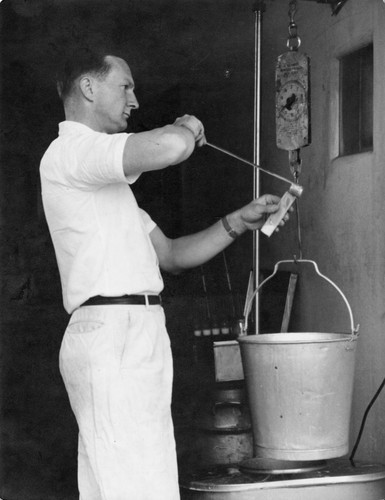 24 This tester for the Dairy Herd Improvement Association visits the dairy farm once a month. He weighs each cow's milk and tests a sample for quality. From his records, the dairyman can tell how well each cow is producing