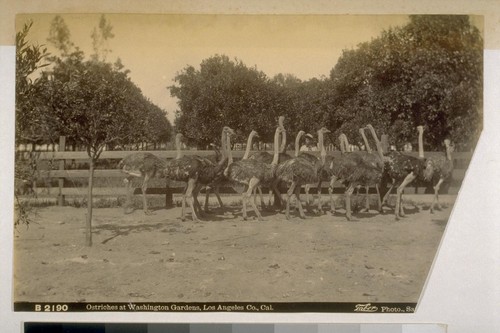 Ostriches at Washington Gardens, Los Angeles Co., Cal